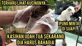 Masya Allah Kucing Kurus Sakit Scabies Kaget Saat Di Adopsi Part 2 Pake Ini Langsung Sembuh..!