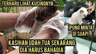 Masya Allah Kucing Kurus Sakit Scabies Kaget Saat Di Adopsi Part 2 Pake Ini Langsung Sembuh..!