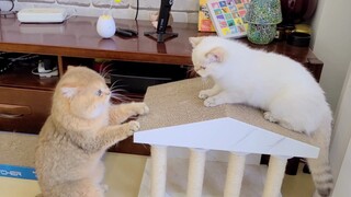 [Hewan]Pertikaian Kucing dan Keponakannya