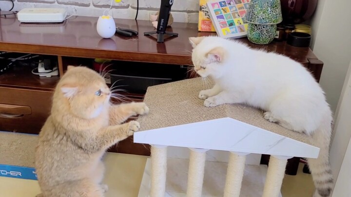 [Cat] Two cats fighting over a scratching board