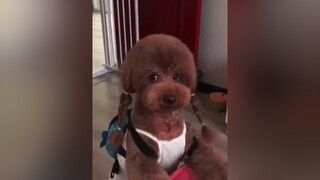 Chuyện xui rủi chắc tui muốn ông ưi funny thucung xuhuong trending pet dog viral chó