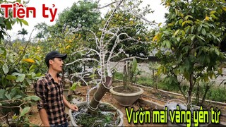 Bất Ngờ Trước Vườn Mai Vàng Tiền Tỷ Của Săn Bắt Ẩm Thực Vùng Cao