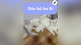 Bé Dâu tình cảm thế mà 🙄 nhacona xuhuong nabongne nabongdaily fypシ cat mèo kitten