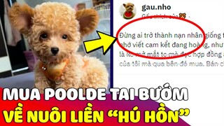 Cô gái đi mua 'POODLE TAI BƯỚM' đến khi đem về nuôi thì 'VỠ MỘNG' vì nó lạ lắm 😅 | Gâu Đần