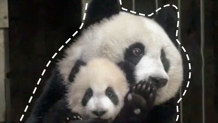Daily life of the panda mother and her baby