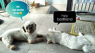 BESTFRIEND TIME🐱🐶 | Snow ❄