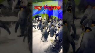 दुनिया के सबसे बड़े पेंग्यूइंस🐧🐧❤️ king penguins #cute #penguins #animals #antarctica #bollywood