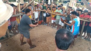 Manok ni Taba na Pula di napigilan sa ruyda