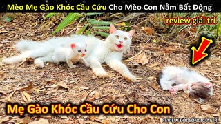 Mèo Mẹ Gào Khóc Để Cầu Cứu Cho Đứa Con Đang Nằm Bất Động || Review Giải Trí Đời Sống