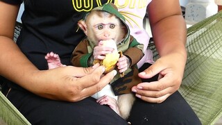 Baby Monkey Like Soft Banana// Super Cute Tiny Maki happy eating banana With mom Very Delicious