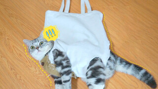 The most fashionable cat bag of 2020!
