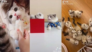 Video Này MeoW Phết - Tổng Hợp Meme Mèo