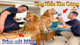 Dương KC | Tứ Mao Đại Náo #3 | chó thông minh đáng yêu | funny cute smart dog pets | Thú Cưng TV