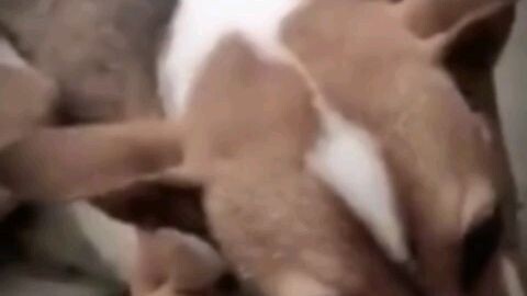 auto gakak liat anjing kayak gini,, 😂😂😂