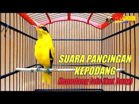 COBA pancingan ini, kepodang emas gacor, suara AMPUH untuk pancingan kepodang agar bunyi, IKUT GACOR