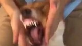 [Remix][Binatang]Melucu dengan anjing|momen lucu