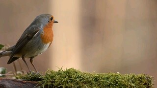 burung robin ,robin bird