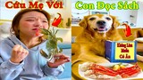 Thú Cưng TV | Gâu Đần và Bà Mẹ #20 | Chó Golden Gâu Đần thông minh vui nhộn | Pets cute smart dog