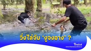 นายแน่มาก! หนุ่มวิ่งไล่จับ ‘งูจงอาง’ เลื้อยหนีอย่างไว สุดท้ายไม่รอด?|Thainews- ไทยนิวส์|Social-16-JJ