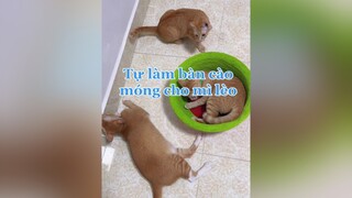 Lần tự làm bàn cào móng này hơi bị được à nhaa 😂 cats mèo vitaminmèo