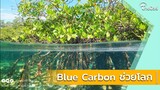 รู้จัก“Blue Carbon” และ “Green Carbon” แหล่งดูดซับคาร์บอนโอบอุ้มโลก| Thainews - ไทยนิวส์