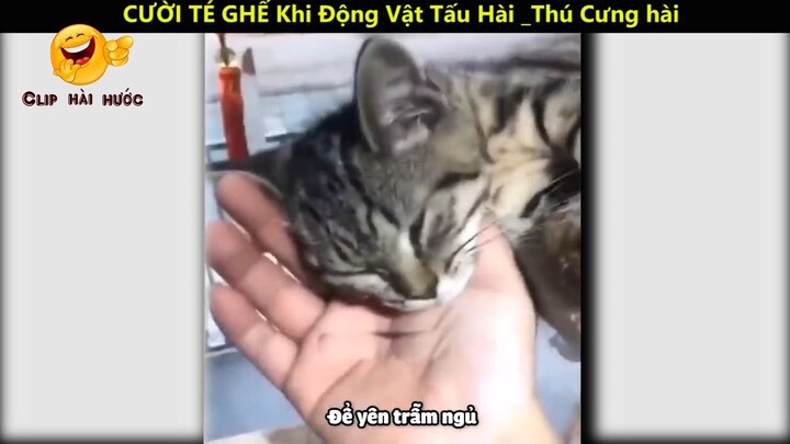 Cười té ghế khi động vật tấu hài_ phần 3