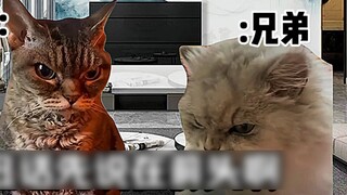 "Nhà hát Cat Meme" Khi bạn và anh trai trở thành vợ chồng!