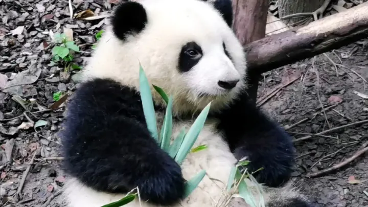 大熊猫和花 花花嘴边挂着奶渍和观众打招呼 还舔手手 Bilibili