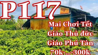 mai vàng chơi tết p117 | 0338263831 Trang | mai giảo thủ đức - giảo phú tân  hàng chơi tết 2022