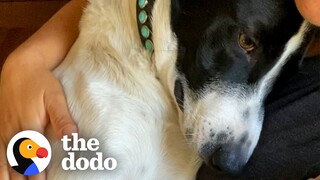 Grieving Dog Has The Best Reaction To Meeting His New Brother | The Dodo