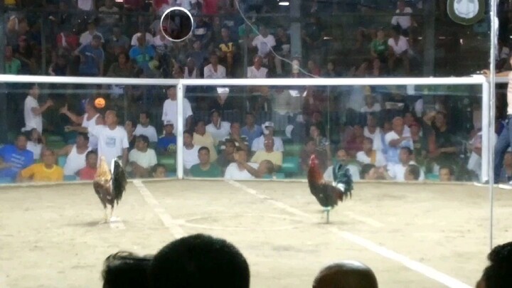 November 02, 2014 WIN! @ OLD Davao Matina Gallera (red rooster sa atin jan)
