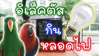 นกแก้วอิเล็คตัส Eclectus (สำเพ็ง+โบ๊เบ๊) กินหลอดไฟ! ทำไงล่ะที่นี้!!  EP.147