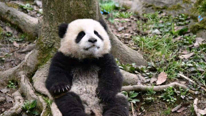 Giant Panda|Panda Baby Dies