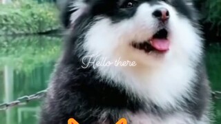 2 adorable