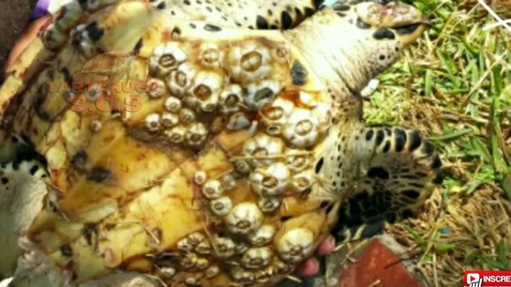 [Hewan]Video Membersihkan Teritip dari Tubuh Kura-kura Laut