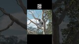 [Fly]Retribution for the Greedy Koala - It's Either Sleep or Eat in Mogumogu Planet