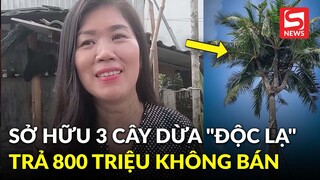 Nữ đại gia sở hữu 3 cây dừa "độc lạ" nhất Việt Nam: Trả 800 triệu cũng không bán!