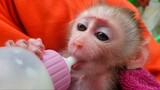 Healthy Baby Monkey!! Tiny adorable Luca so much drinking milk today