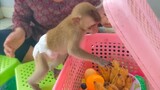 Very smart girl Toto could find the way to open the basket & enjoys eating a lot of fruit with Yaya