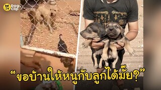 ครอบครัวสี่ขาตัวน้อยกำลังลำบากไร้คนดูแล หลังนายรักจากไปไม่มีวันกลับ | Dog's Clip