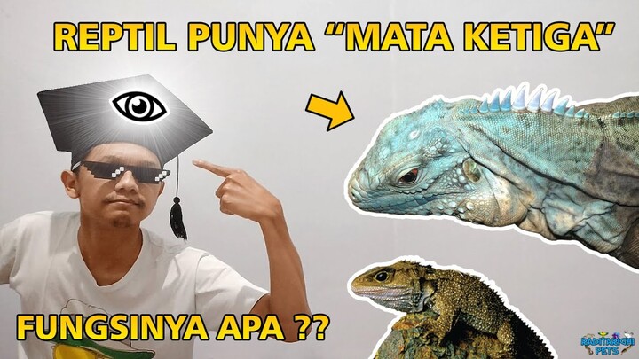 Reptil Punya Parietal Eye / Mata Ketiga di Kepalanya, Apa Fungsinya? | Reptiles Have Third Eye 👁👁👁