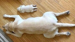 Cute Baby Animals Doing Funny Things Clean | Cute Funny And Smart Dogs Compilation | Cute Animals