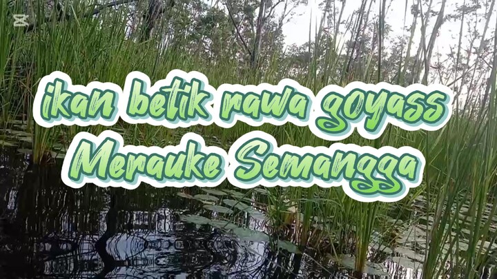 ikan betik rawa goyass