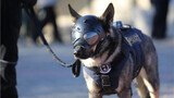Fan Edit | Police Dogs in Action