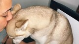 Did you like his cute little voice? 🥰 dog minihusky kleekai cute doglove