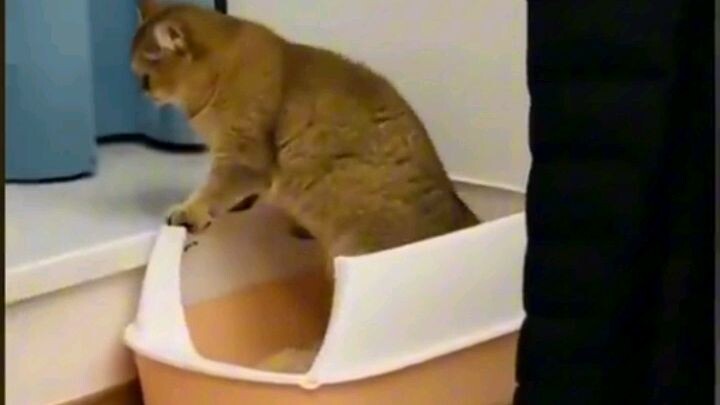 Cat's funny videos😹😹😹...#shorts #funnyvideos #funnyanimals #FunnyCats #cat #likeandfollow