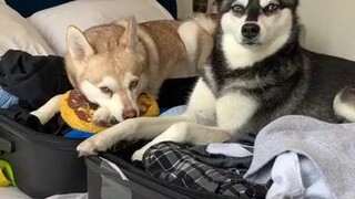 They’ve been super sad recently ☹️ dogsoftiktok letslove toys kleekai