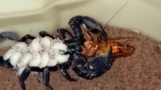 Scorpion Baby Sitting