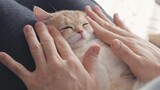 [Động vật][Thú cưng]Tắm và mát-xa cho mèo con thuần chủng