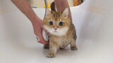 A cat takes shower calmly